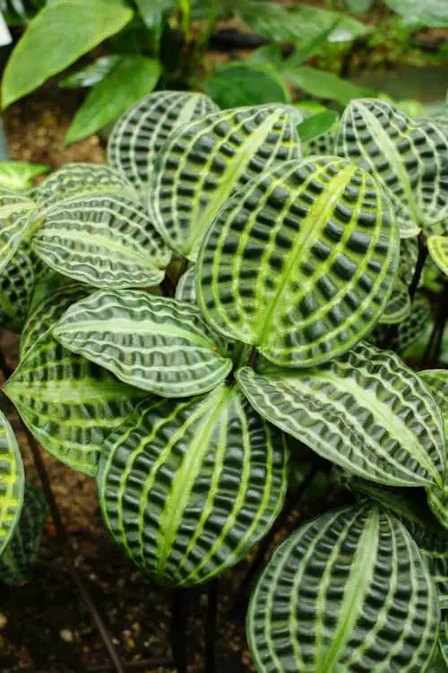 Strangest and Most Unusual Leaves on Houseplants