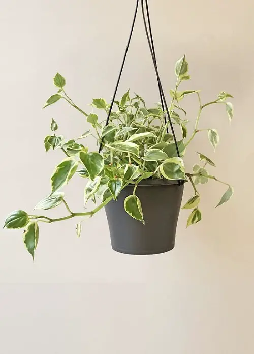 Amazing List of Best Peperomia Types