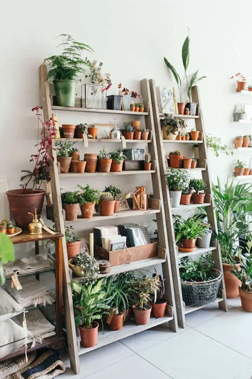 Two Leaning Wooden Ladders