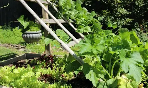 Zucchini Wooden Trellis