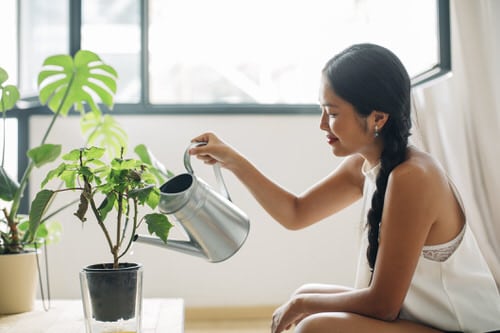 Check if your Plant Needs a Good Shower