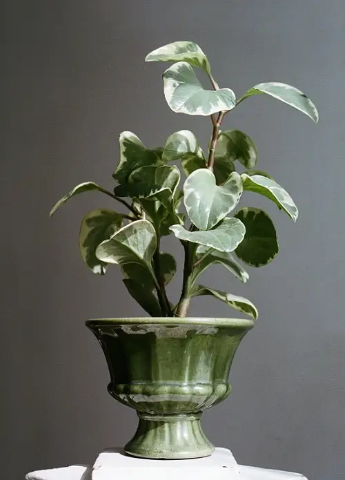  Best Peperomia Types indoor