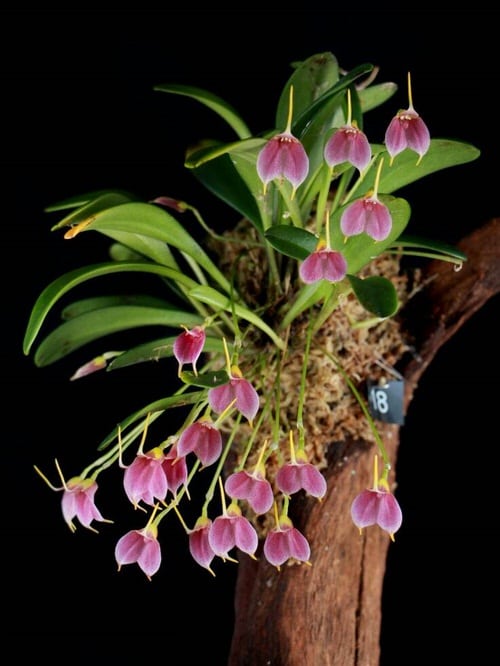 best Jingle Bell Shaped Flowers