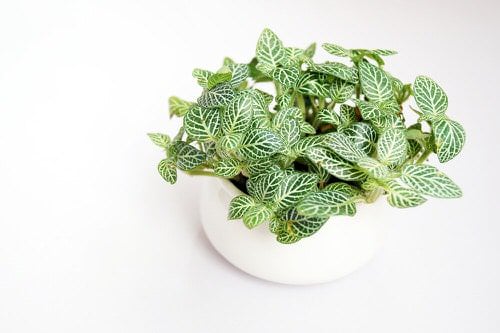 Plants Resembling the Birkin Philodendron