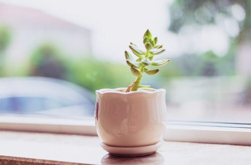 best Signs that Indicate Your Indoor Plants Need More Sunlight