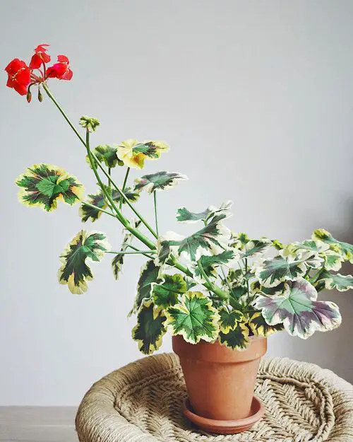 Fancy Leaf Geranium Varieties 2