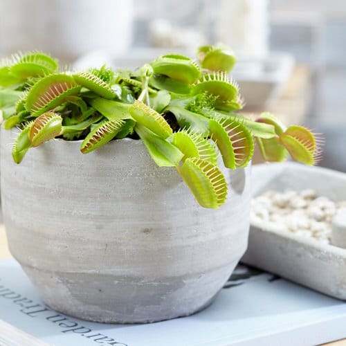 Venus Flytrap plant 6