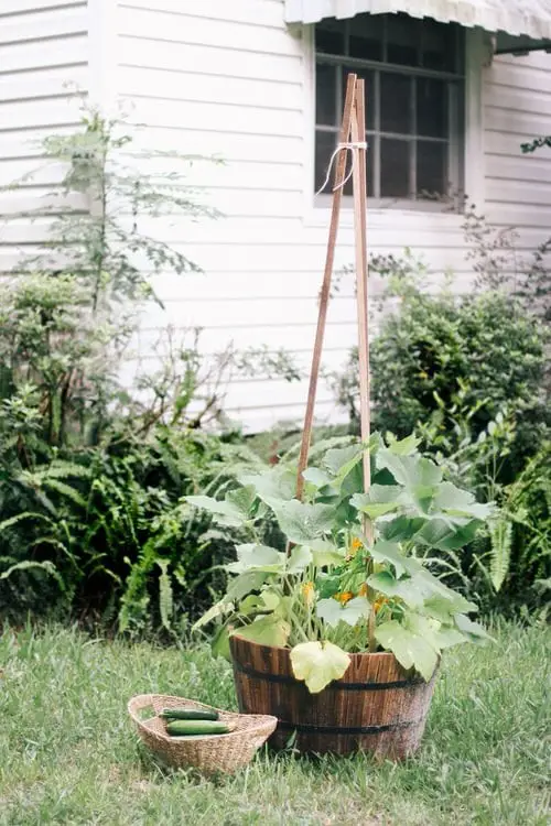 Vertical Trellis