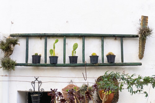 For Cacti and Succulents