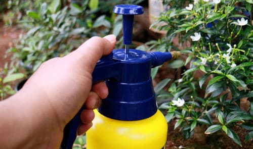 Milk Powder Uses in the Garden As a Foliar Spray