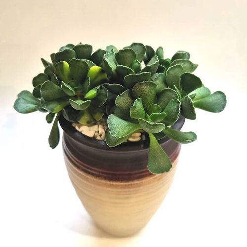 best Most Odd and Unusual Leaves on Houseplants