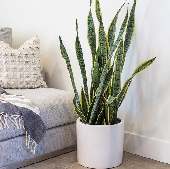 Types of Snake Plant -Sansevieria ‘Laurentii’