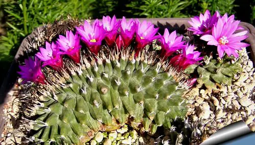 Unique & Rare Cactus 4