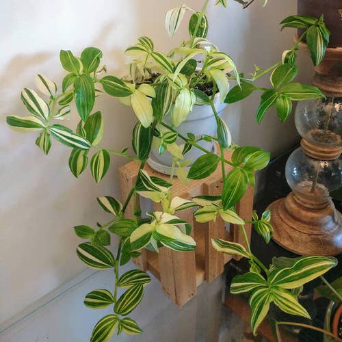 top Plants Resembling the Birkin Philodendron
