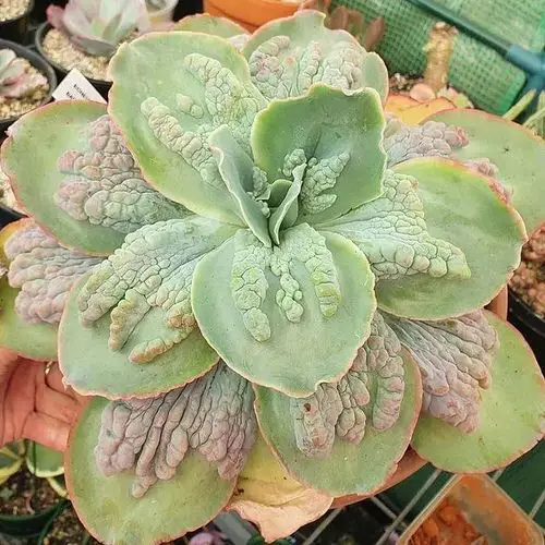 top Most Odd and Unusual Leaves on Houseplants
