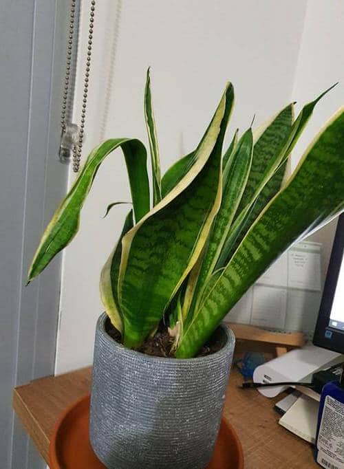 How to fix snake plant common problems 8