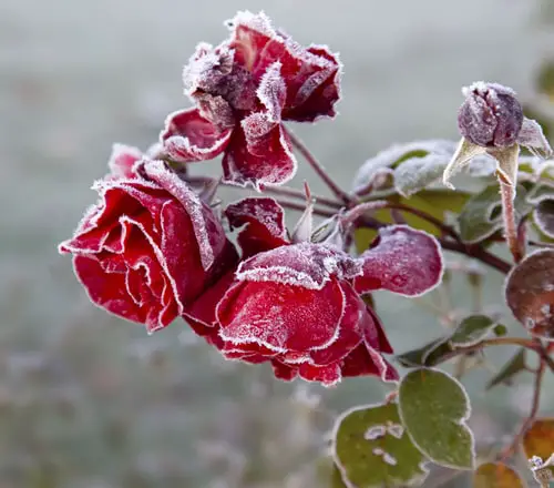 Save Cold Damaged Plants