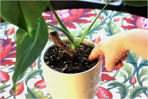 Signs Your Indoor Plants Need More Sunlight