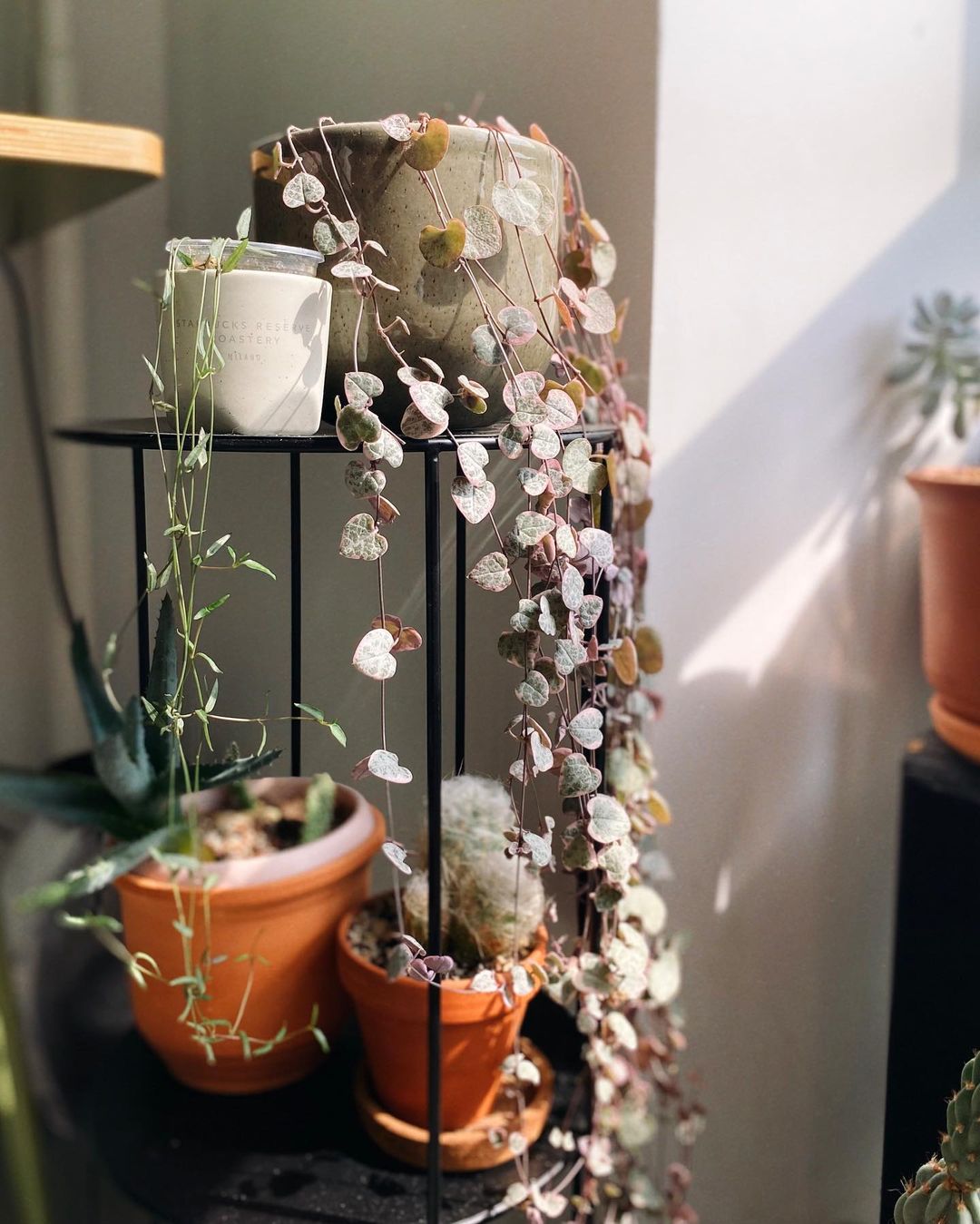 The Greatest Trailing Succulents for Basket Hangings