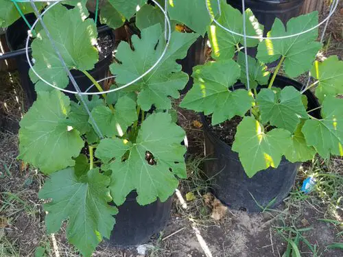 Round Wire Trellis