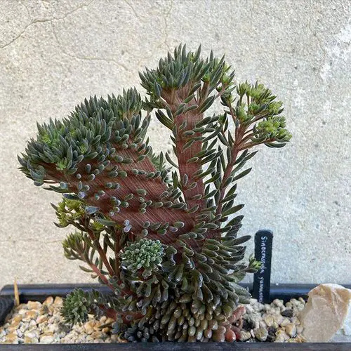 Houseplants with the Strangest and Most Speculative Leaves