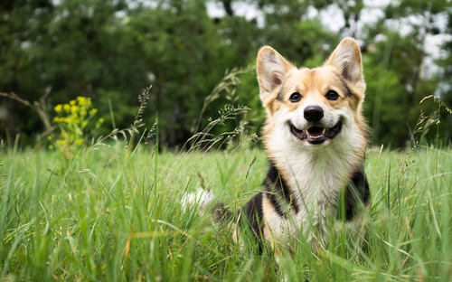 Use it to Moisturize Dog's Skin
