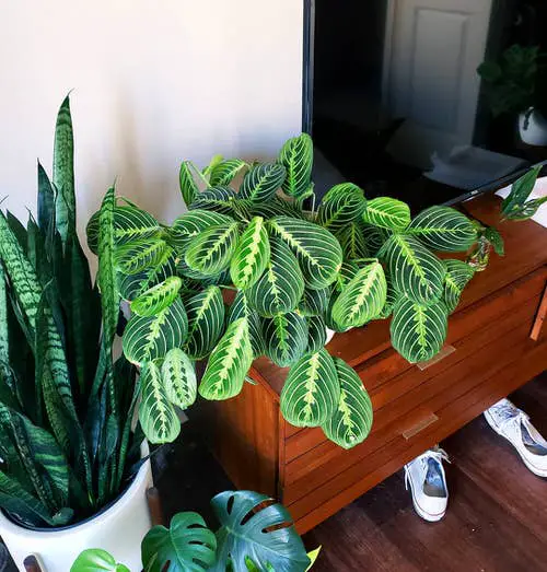lovely Plants Resembling the Birkin Philodendron