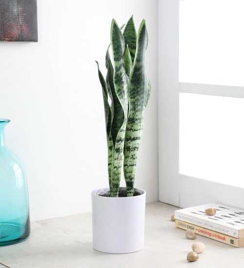 best Types of Virtually Lifelike Fake Plant Versions