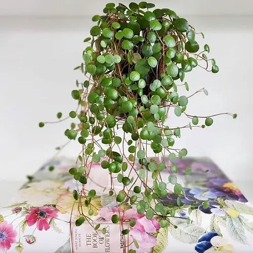 Top best Peperomia Types