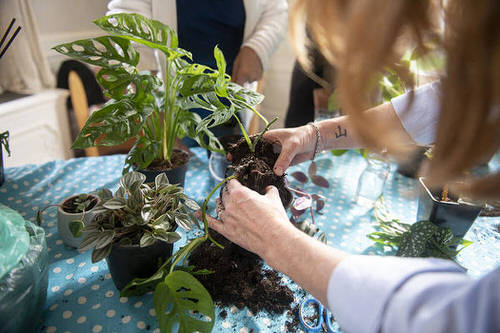 Hacks That Will Bring Back Any Dying Plant to Life 6