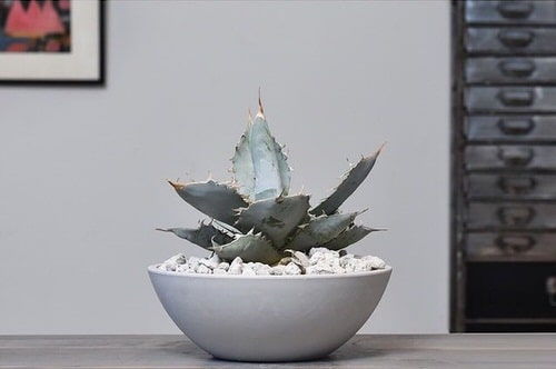Succulents White That You Can Grow