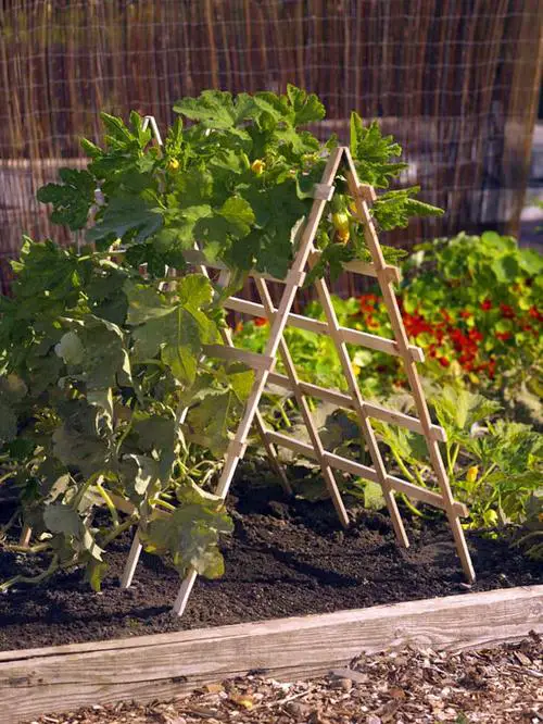 Zucchini Trellis Ideas Wood Trellis for the Garden