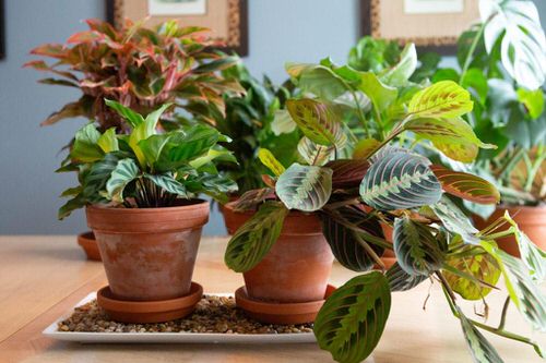Add Humidity with a Saucer of Water