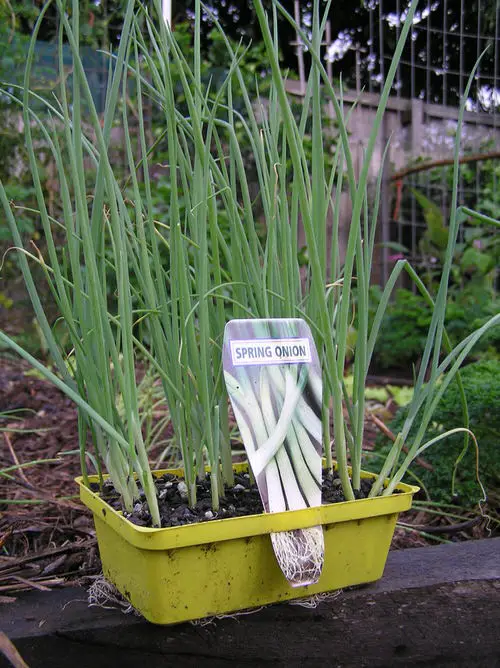 best Grow a Vitamin C Vegetable Garden in Containers
