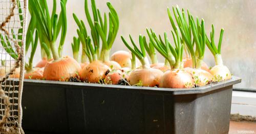 best Plant a Container Vegetable Garden Rich in Vitamin C