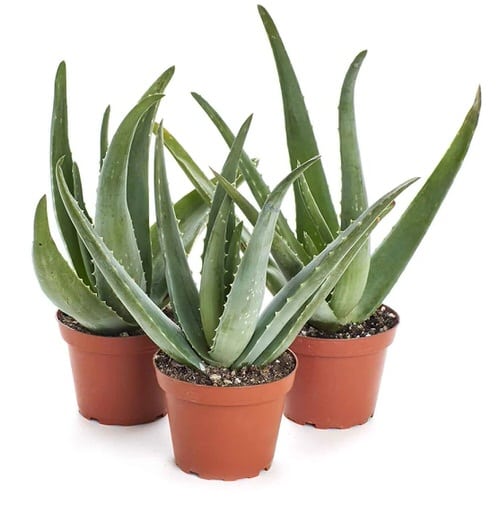 Aloe Vera Leaves Not Plump