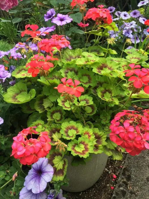 best Beautiful Geranium Types