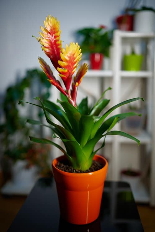 best Indoor Plants Just as Gorgeous as Flower Arrangements