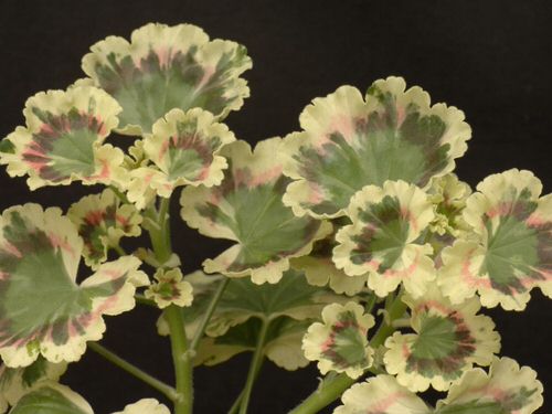 Fanciest Types of Geraniums
