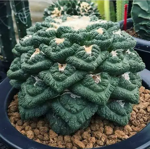 Plants That Are Special & Hard to Find If You Love Succulents & Cacti