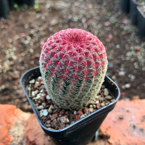 Unique & Rare Cactus Plants to Grow If You Love Cacti & Succulents