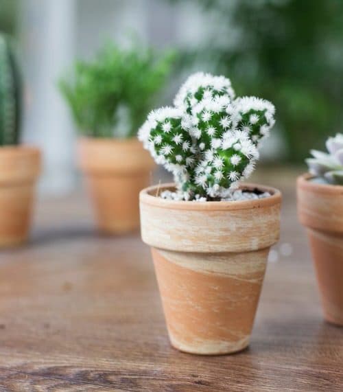 Best White Succulents You Can Grow