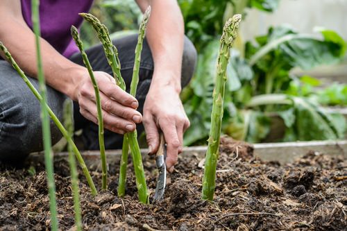 top Plant a Container Vegetable Garden Rich in Vitamin C