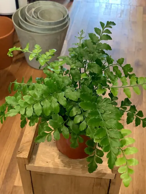 Gorgeous Ferns for Houses