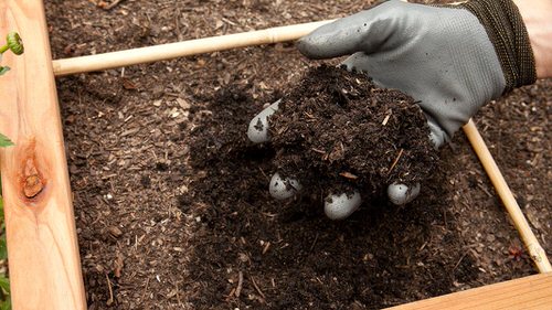 Herb Growing Secrets