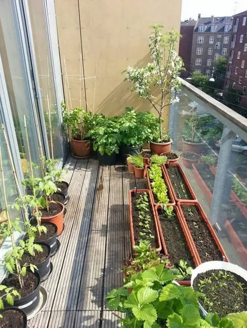 Lined Veggie Pots and Tubs along the Parapet