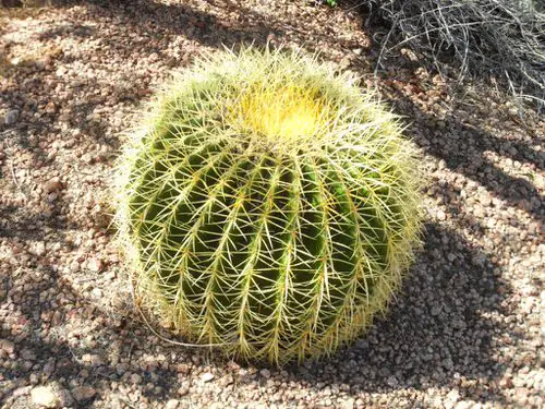 You Can Grow Succulents in Sand