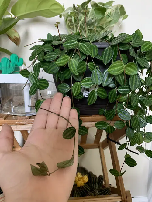 List of Best Peperomia Types