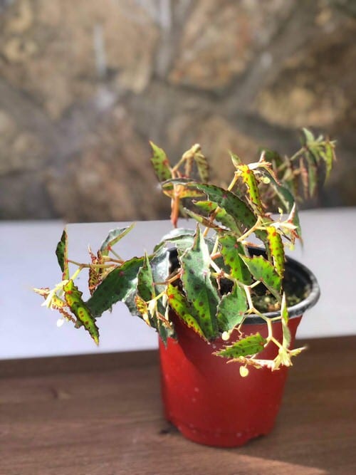 Houseplants with Most Weird and Unusual Leaves