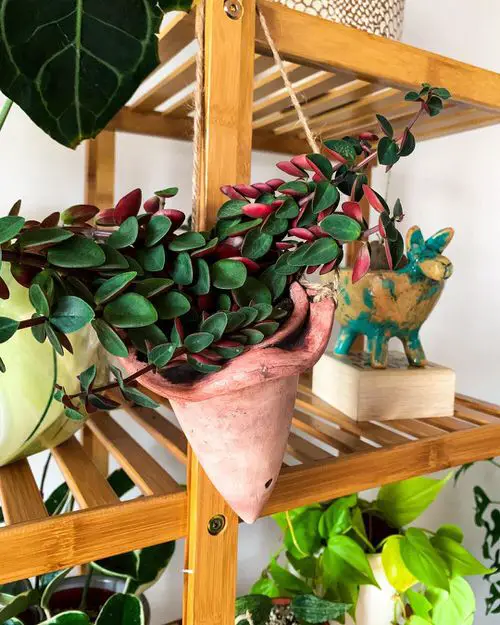 Trailing Peperomias for Indoor Plant Growth